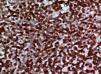 FMO3 rabbit pAb Antibody