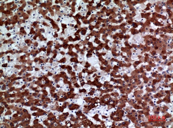 FMO3 rabbit pAb Antibody