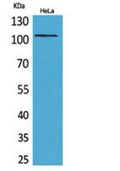 MCM6 rabbit pAb Antibody