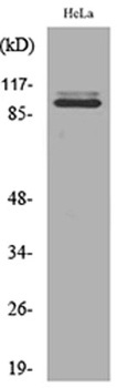 MCM6 rabbit pAb Antibody