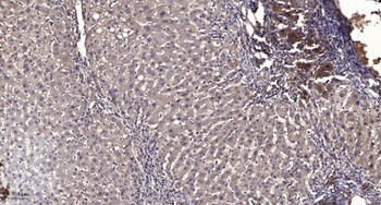 MCM6 rabbit pAb Antibody