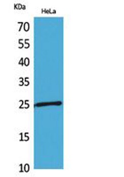 PRX I antibody