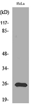 PRX I rabbit pAb Antibody