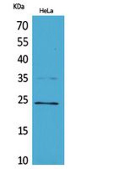 Rab 5A rabbit pAb Antibody