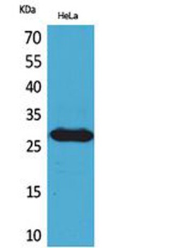 SNRPN antibody