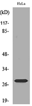 SNRPN rabbit pAb Antibody