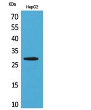 CD69 antibody