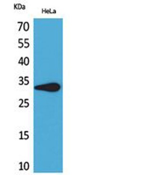 CD85f rabbit pAb Antibody