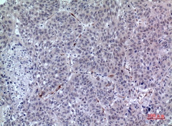 LIR-7 antibody