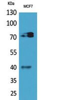 CD110 rabbit pAb Antibody