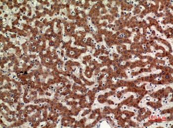 CD110 rabbit pAb