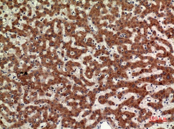 CD110 antibody