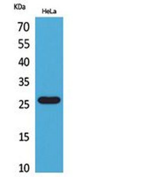 DCL-1 antibody