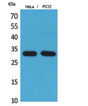 CD300f rabbit pAb Antibody