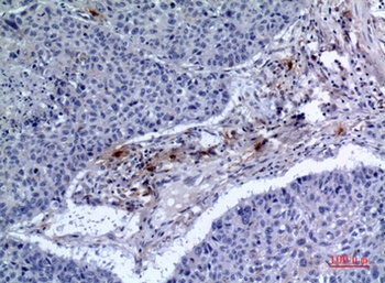 CD300f rabbit pAb Antibody