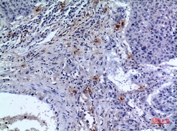 CD300f rabbit pAb Antibody