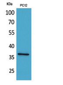 JAM-A antibody