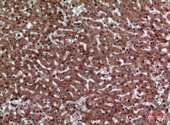 JAM-A rabbit pAb Antibody
