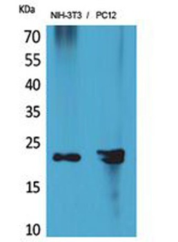 HRP-3 antibody