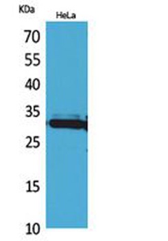 IL33 antibody