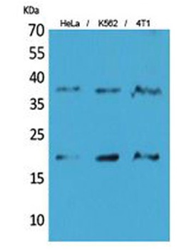 STING/TMEM173 rabbit pAb