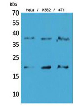 TMEM173 antibody