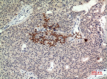 STING/TMEM173 rabbit pAb Antibody