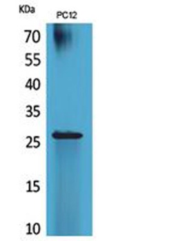 POLR3G antibody