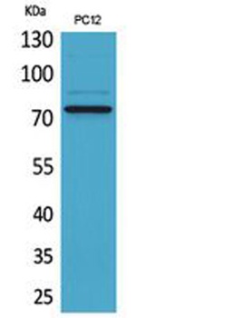 SAMHD1 antibody