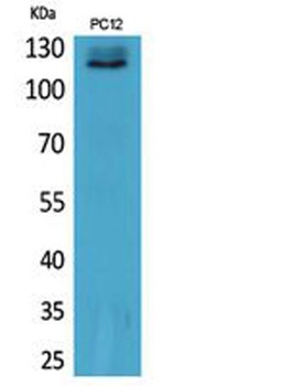 UBA1 antibody