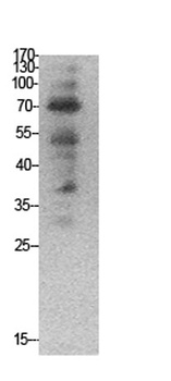 Ub rabbit pAb Antibody