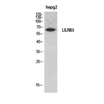 CD85c rabbit pAb