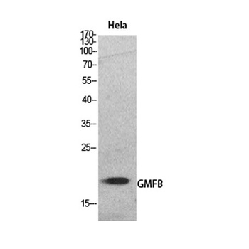 GMF-β rabbit pAb