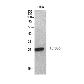 Flt3-L antibody