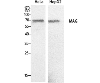 MAG antibody