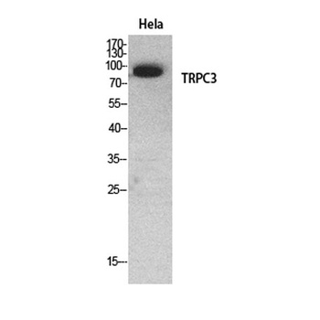 TRPC3 antibody