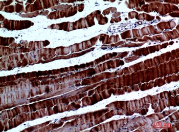 SPARC rabbit pAb Antibody