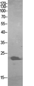 ALR antibody