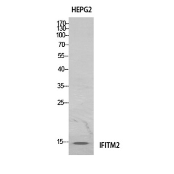 IFITM2 antibody