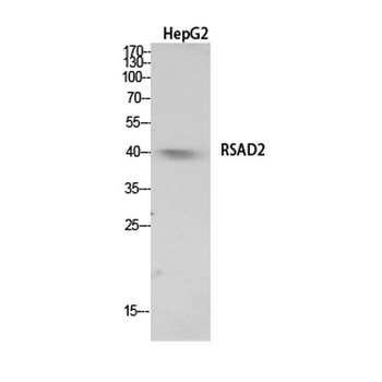 RSAD2 antibody