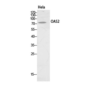 OAS2 antibody