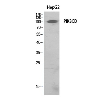 PI 3-Kinase p110 delta antibody
