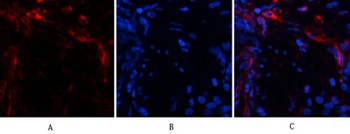 Ub rabbit pAb Antibody