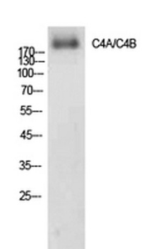 C4a/b antibody