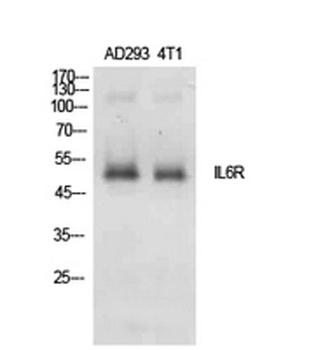 IL6Ralpha antibody