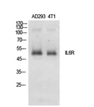 IL-6Rα rabbit pAb