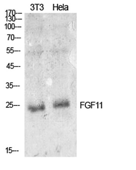 FGF-11 rabbit pAb