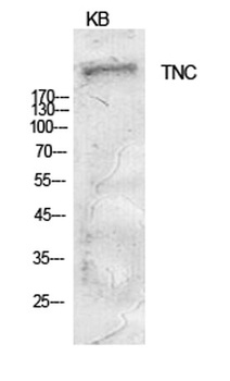 Tenascin-C antibody