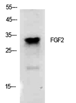 FGF-2 antibody