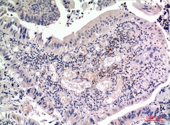 FGF-2 rabbit pAb Antibody